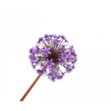 SILK-KA Allium Acier Violet | 100cm SILK-KA Allium Acier Violet | 100cm