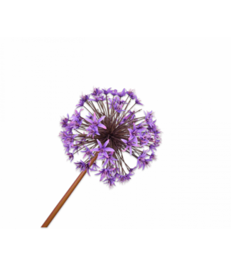 SILK-KA Allium Stål Lilla | 100 cm