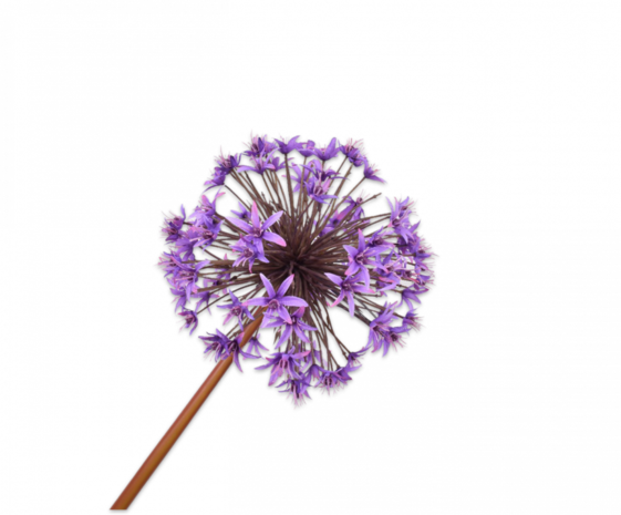 SILK-KA Lauch Stahl Lila | 100cm SILK-KA Lauch Stahl Lila | 100cm