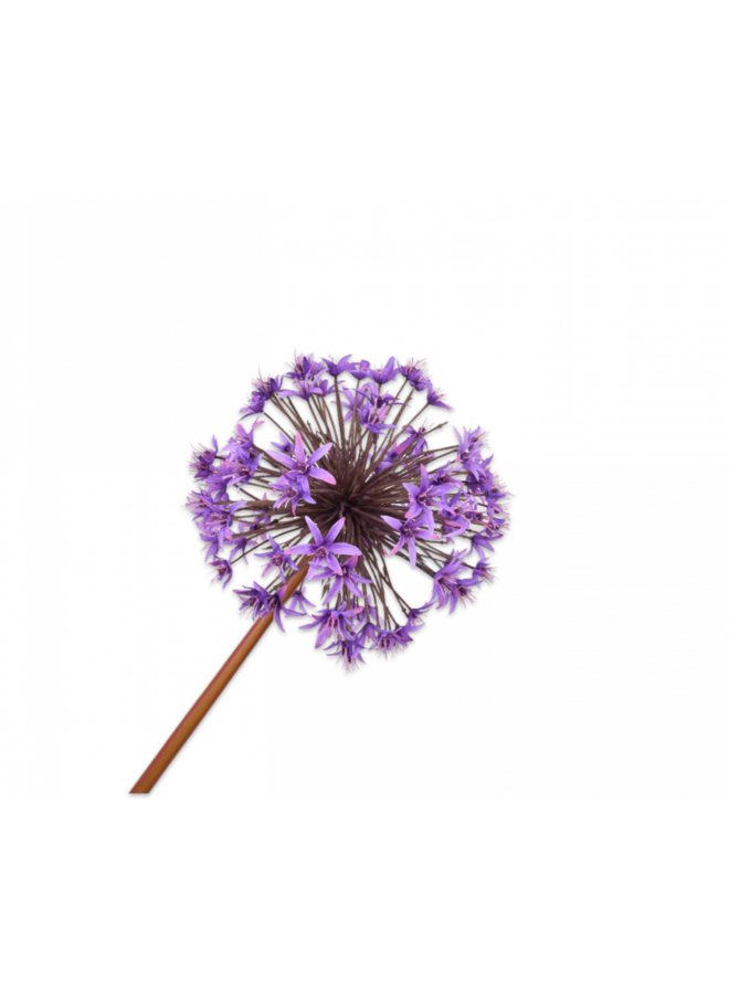 Allium Steel Purple | 100 cm