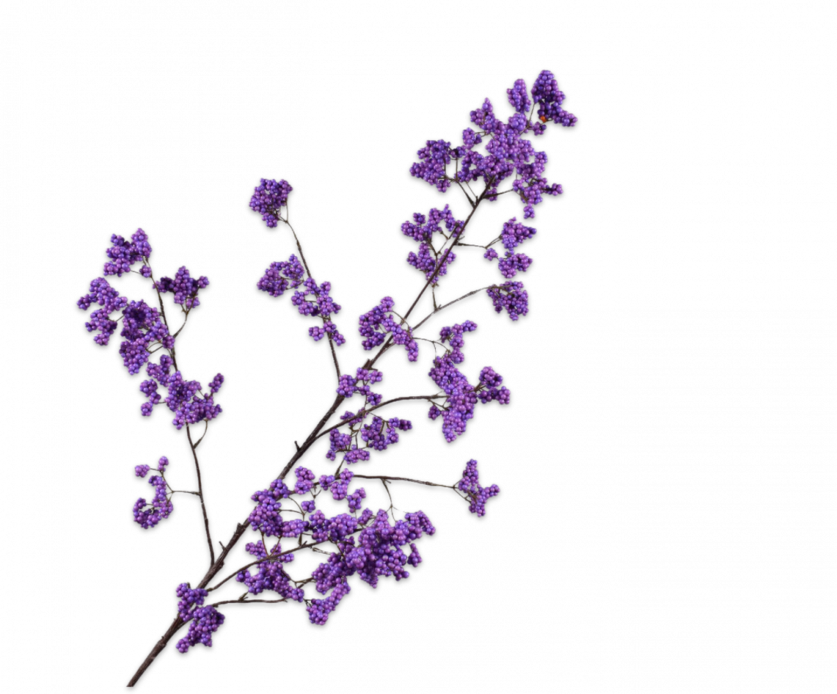 SILK-KA Bacca Ramo Viola | 110 cm SILK-KA Bacca Ramo Viola | 110 cm