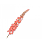 SILK-KA Saumon d'acier d'Eremurus | 107cm