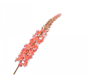 SILK-KA Eremurus stållaks | 107 cm SILK-KA Eremurus stållaks | 107 cm