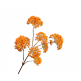 SILK-KA Bærgren Orange | 101 cm SILK-KA Bærgren Orange | 101 cm