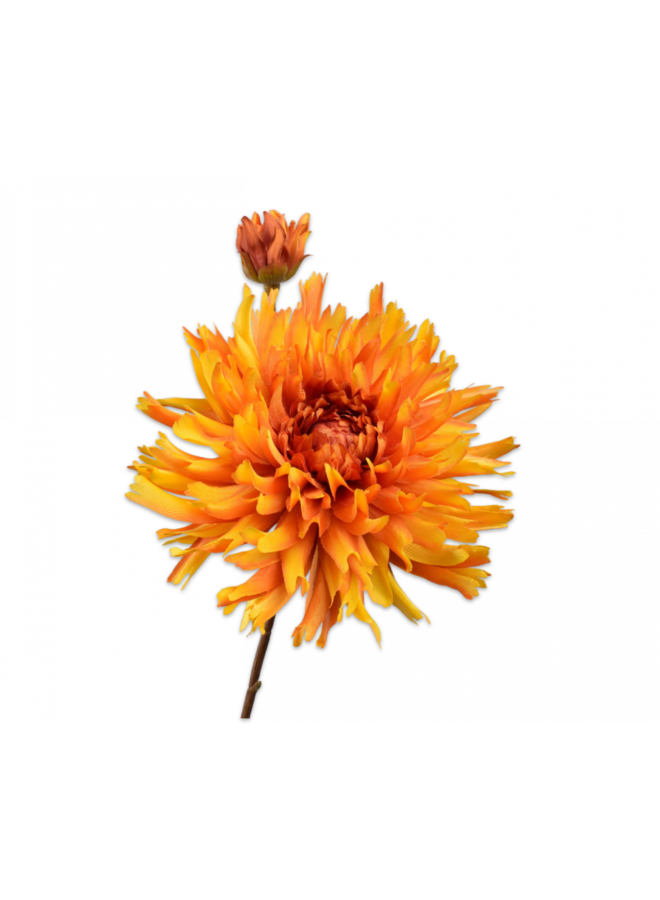 Chrysant Tak Geel | 78 cm