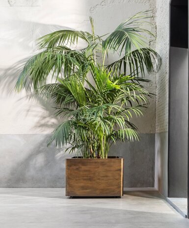 LVIV planters LVIV Jardinière Cube Laiton Patiné 90 cm LVIV planters LVIV Jardinière Cube Laiton Patiné 90 cm