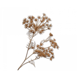 SILK-KA Branche de Berce Or | 80cm