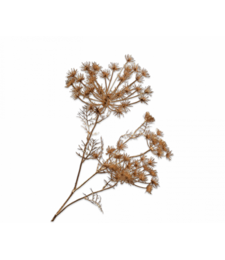 SILK-KA Bärenklau Zweig Gold | 80cm