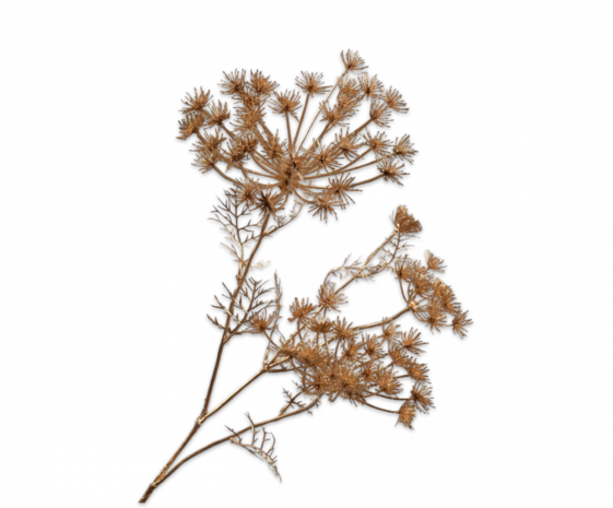 SILK-KA Ramo di panace oro | 80 cm