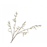 SILK-KA Branche de Saule Vert | 127cm