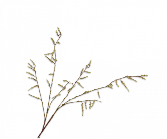 SILK-KA Willow Branch Green | 127 cm SILK-KA Willow Branch Green | 127 cm