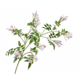 SILK-KA Ramo di gelsomino bianco / rosa | 137 cm