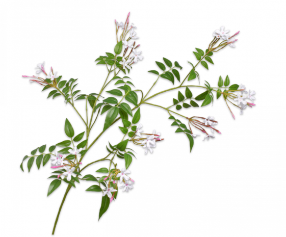 SILK-KA Jasmine Branch White / Pink | 137 cm SILK-KA Jasmine Branch White / Pink | 137 cm