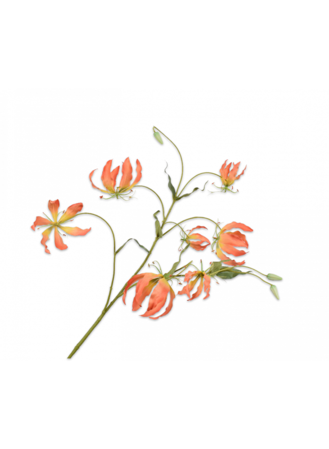 Gloriosa Tak Geel / Oranje | 110 cm