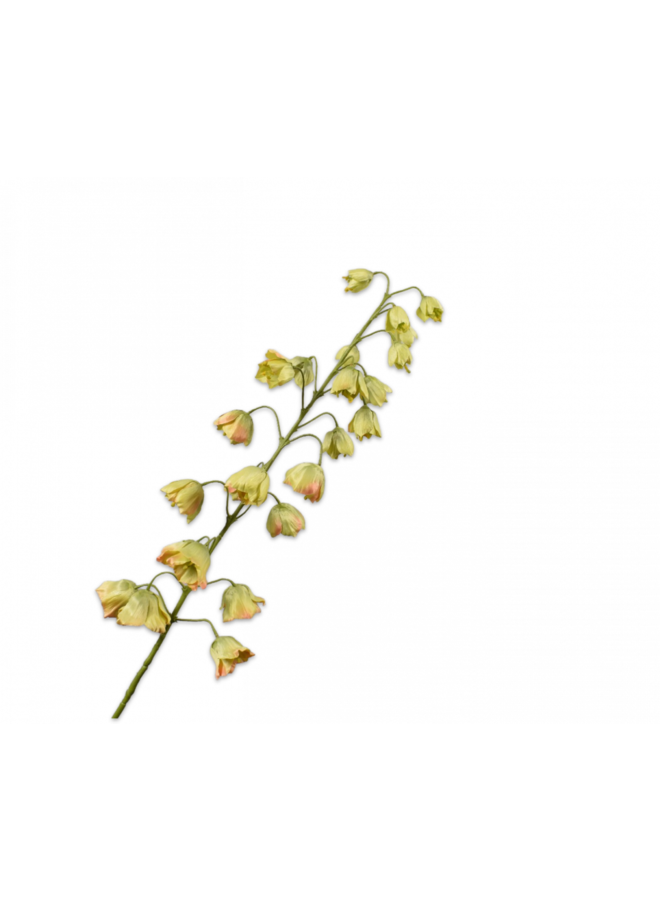 Fritillaria Stängel Grün | 102cm