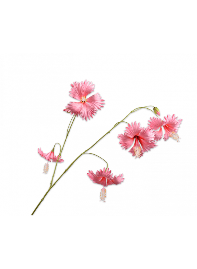 Hibiscus Tak Roze | 111 cm