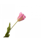 SILK-KA Tulipanstamme Rosa / Grønn | 72 cm SILK-KA Tulipanstamme Rosa / Grønn | 72 cm
