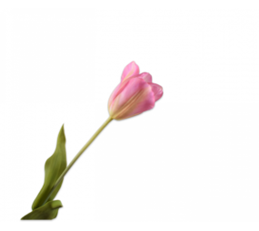 SILK-KA Tige de Tulipe Rose / Vert | 72cm SILK-KA Tige de Tulipe Rose / Vert | 72cm