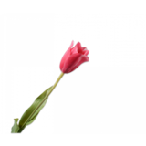 SILK-KA Tulip Stem Beauty | 72 cm