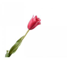 SILK-KA Tulip Stem Beauty | 72 cm
