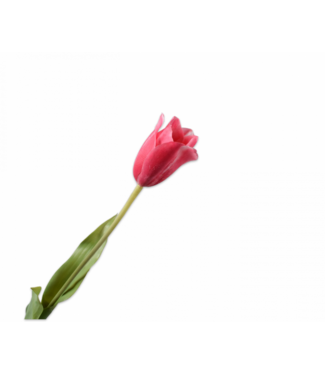 SILK-KA Bellezza del gambo del tulipano | 72 cm