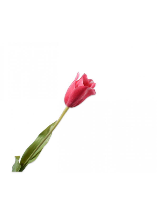 Belleza de tallo de tulipán | 72cm