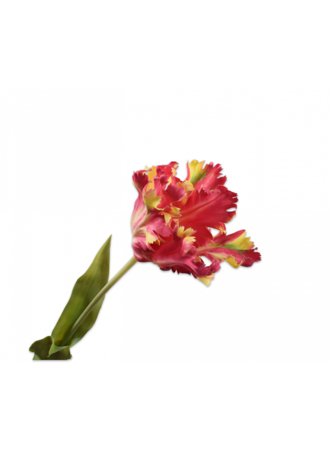 Tige de Tulipe Rouge / Jaune | 71cm - NU PUUR & GROEN B.V.