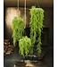 SILK-KA pianta appendere verde | 150 cm