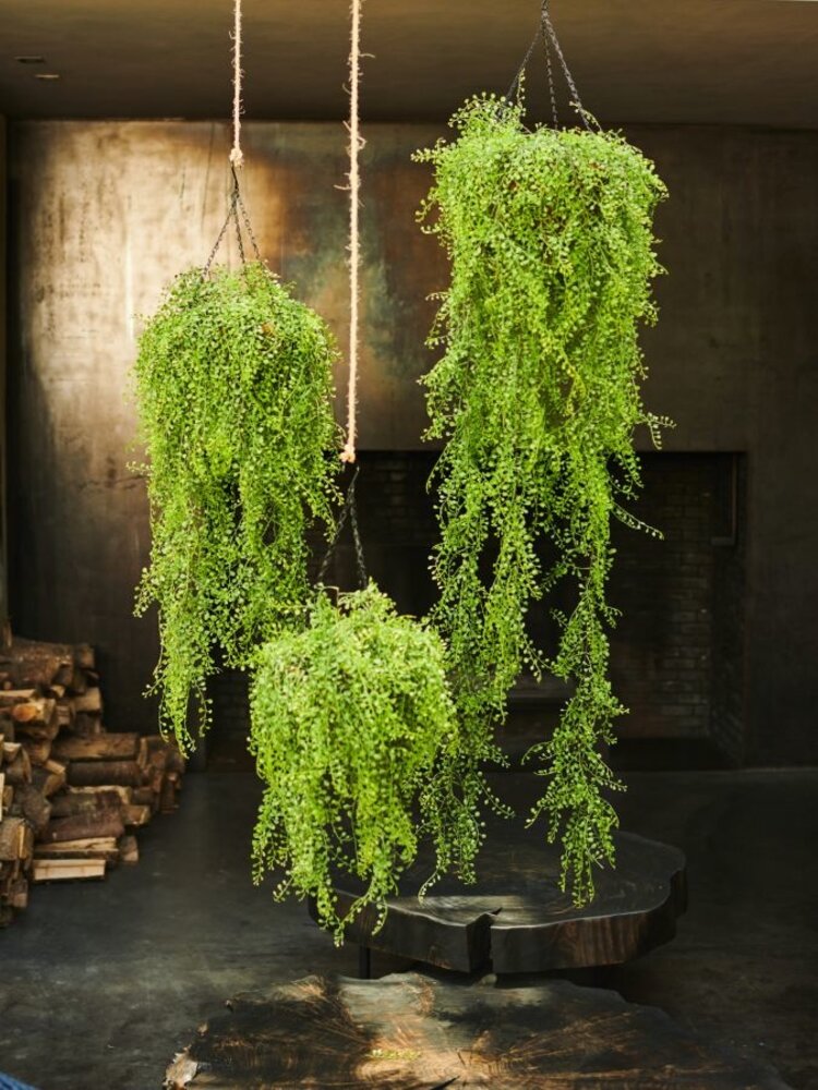 SILK-KA Planta Cuelgue Verde | 120cm SILK-KA Planta Cuelgue Verde | 120cm