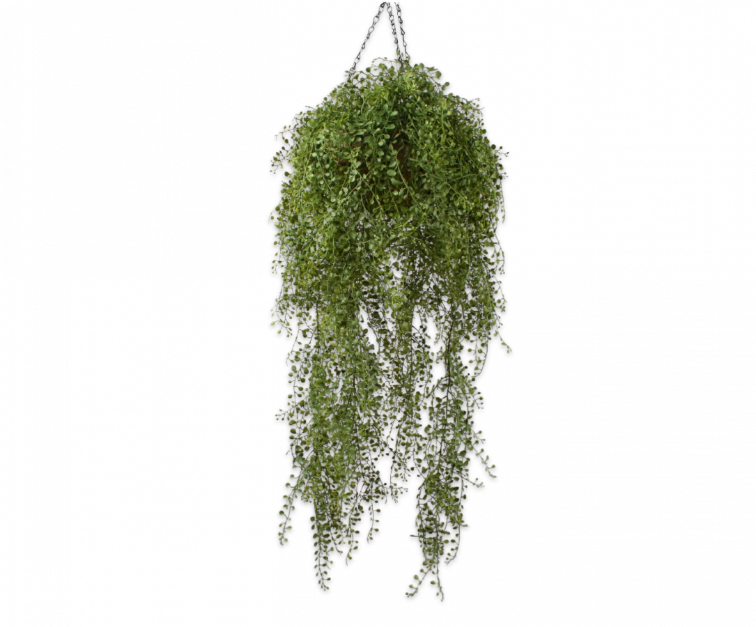 shimla mirch plant Buy Best Quality Green Capsicum Seeds Online - High Yield | High  Germination main image 0