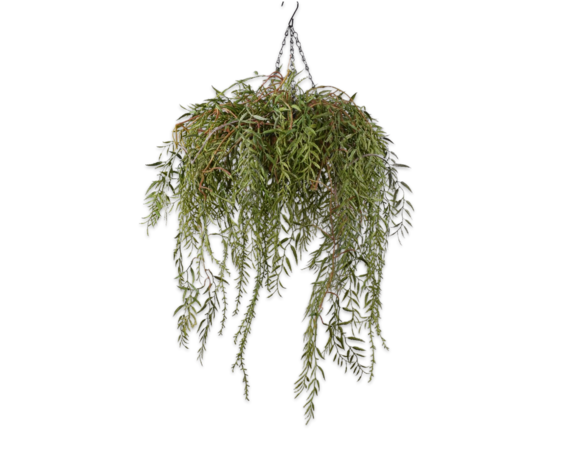 SILK-KA Pflanze hängen grün | 60cm SILK-KA Pflanze hängen grün | 60cm