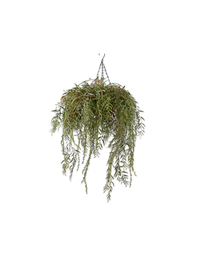 Pflanze hängen grün | 60cm