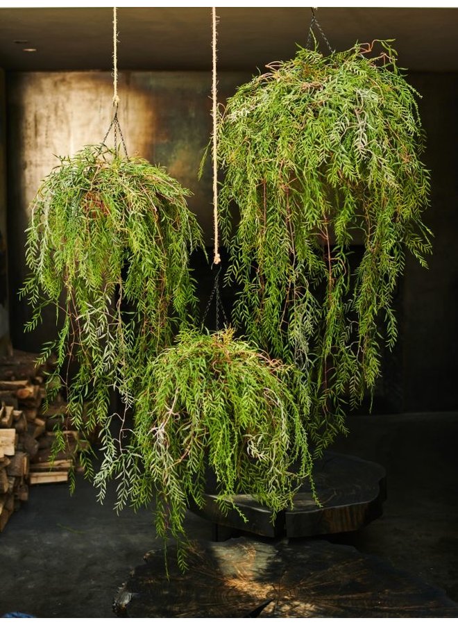 Pflanze hängen grün | 60cm