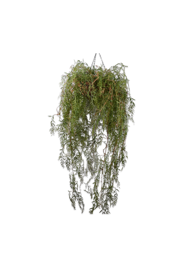 Plant Hang Green 150cm NU PUUR & GROEN B.V.