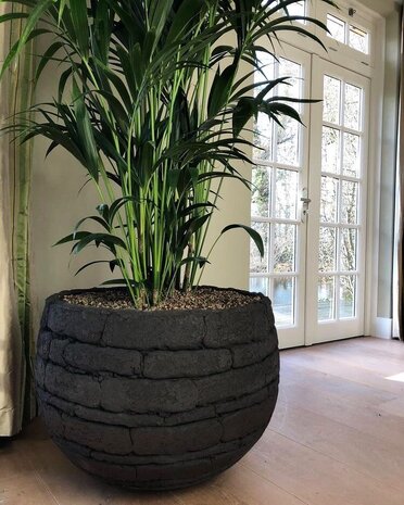 DOMANI VIENA | Negro Natural 60 DOMANI VIENA | Negro Natural 60