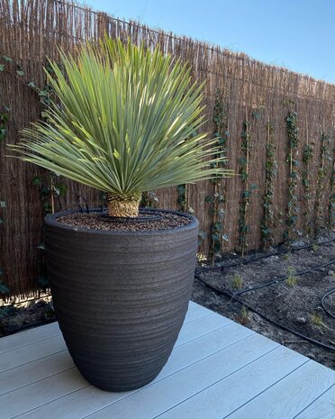 DOMANI DALA | Natursvart 60 DOMANI DALA | Natursvart 60