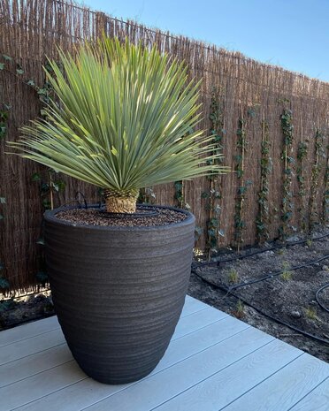 DOMANI DALA | Natural Black 75 DOMANI DALA | Natural Black 75