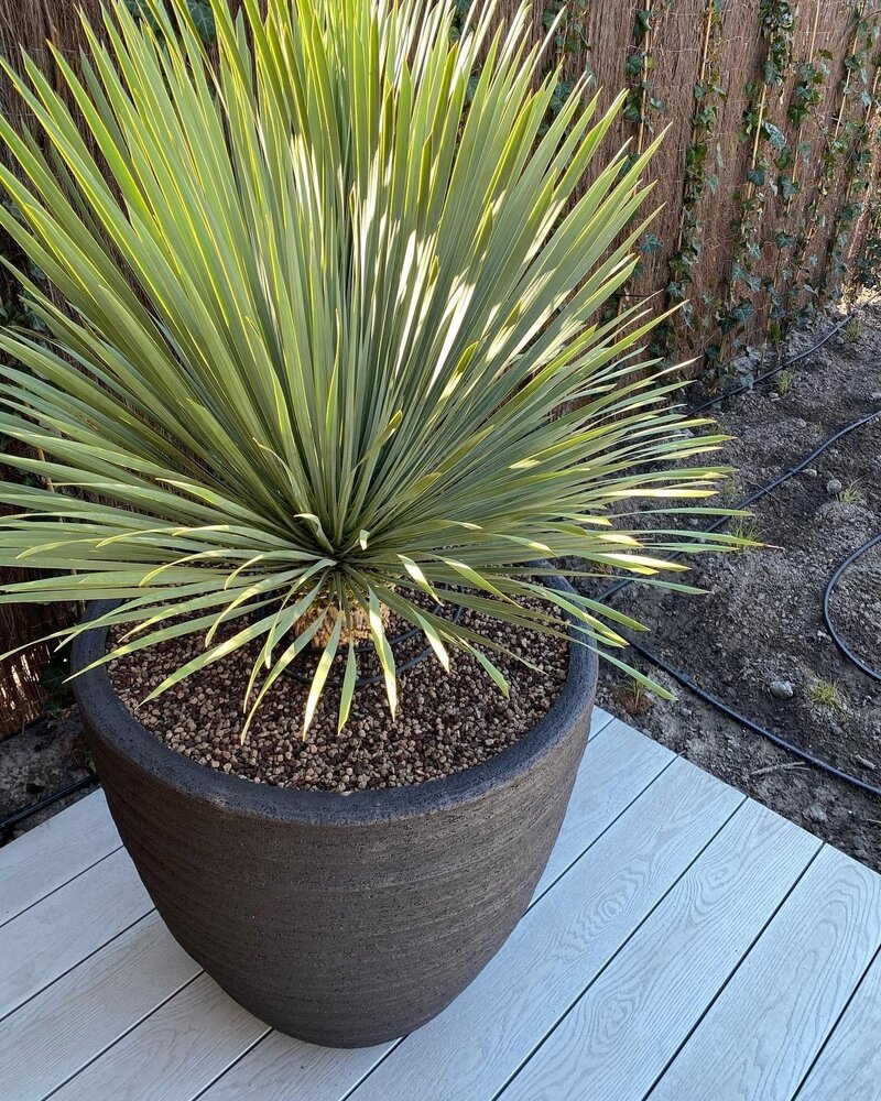 DOMANI DALA | Natursvart 75 DOMANI DALA | Natursvart 75