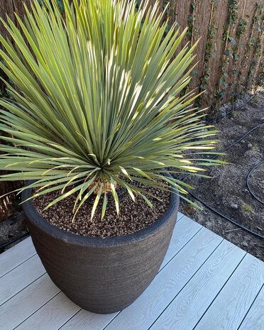 DOMANI DALA | Natursvart 75 DOMANI DALA | Natursvart 75