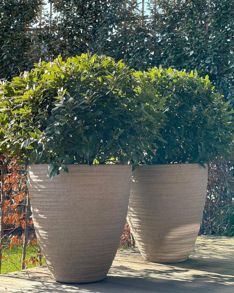 DOMANI DALA | Natural Gray 60 DOMANI DALA | Natural Gray 60