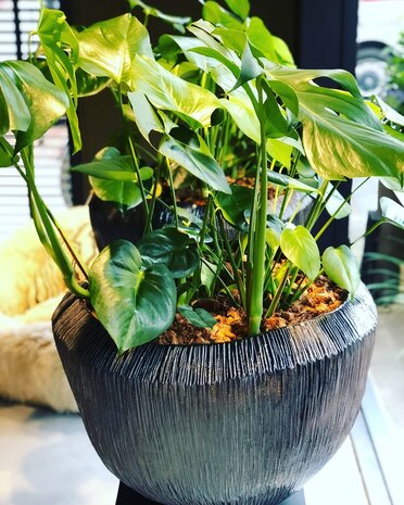 DOMANI ATLANTIDE | Nero metallizzato DOMANI ATLANTIDE | Nero metallizzato