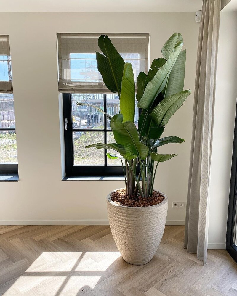 DOMANI DALA | Naturhvit 60 DOMANI DALA | Naturhvit 60