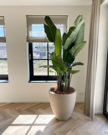 DOMANI DALA | Naturhvit 60 DOMANI DALA | Naturhvit 60