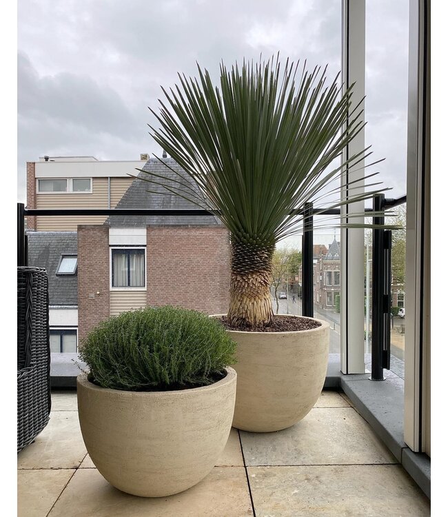 DOMANI TEXEL | Blanc naturel 70