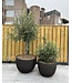 DOMANI TEXEL | Natural Black 50