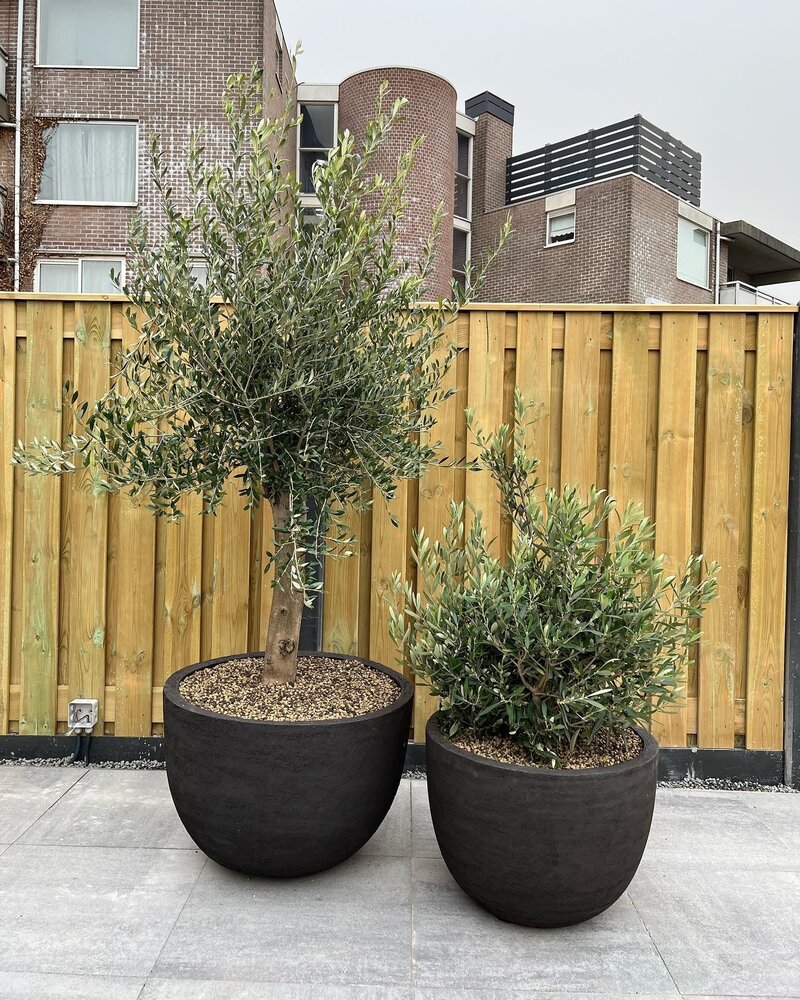 DOMANI TEXEL | Natural Black 85 DOMANI TEXEL | Natural Black 85