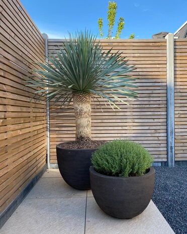 DOMANI TEXEL | Naturschwarz 120 DOMANI TEXEL | Naturschwarz 120