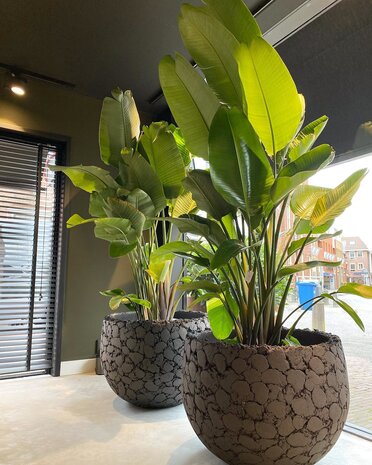 DOMANI LAVA | Natural Black DOMANI LAVA | Natural Black