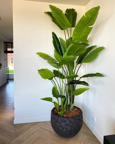 DOMANI LAVA | Natural Black DOMANI LAVA | Natural Black