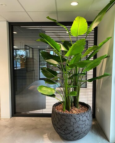 DOMANI LAVA | Naturlig svart DOMANI LAVA | Naturlig svart